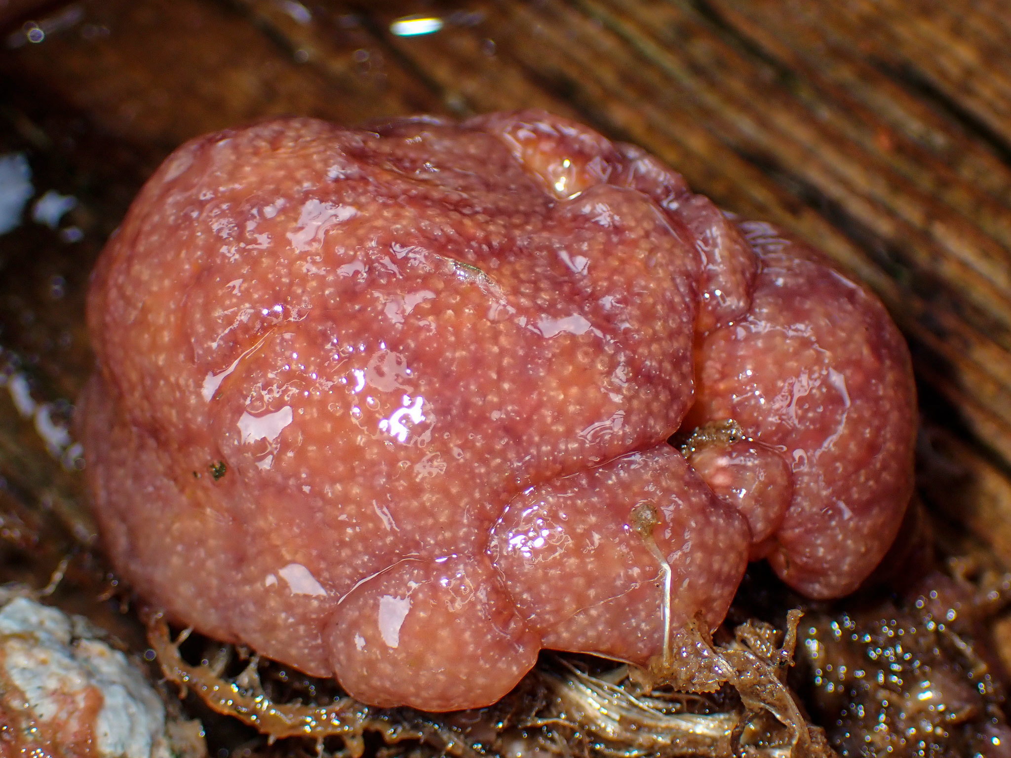 Food, Ingredient