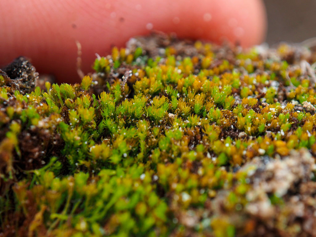 Terrestrial plant, Grass