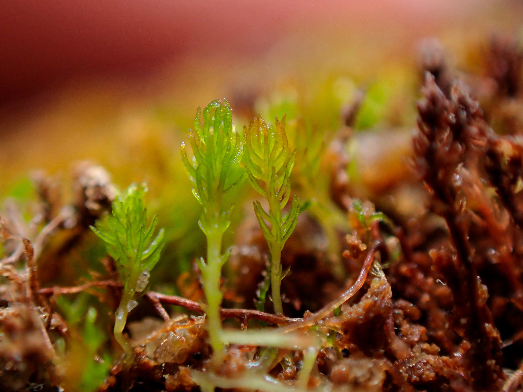 Terrestrial plant