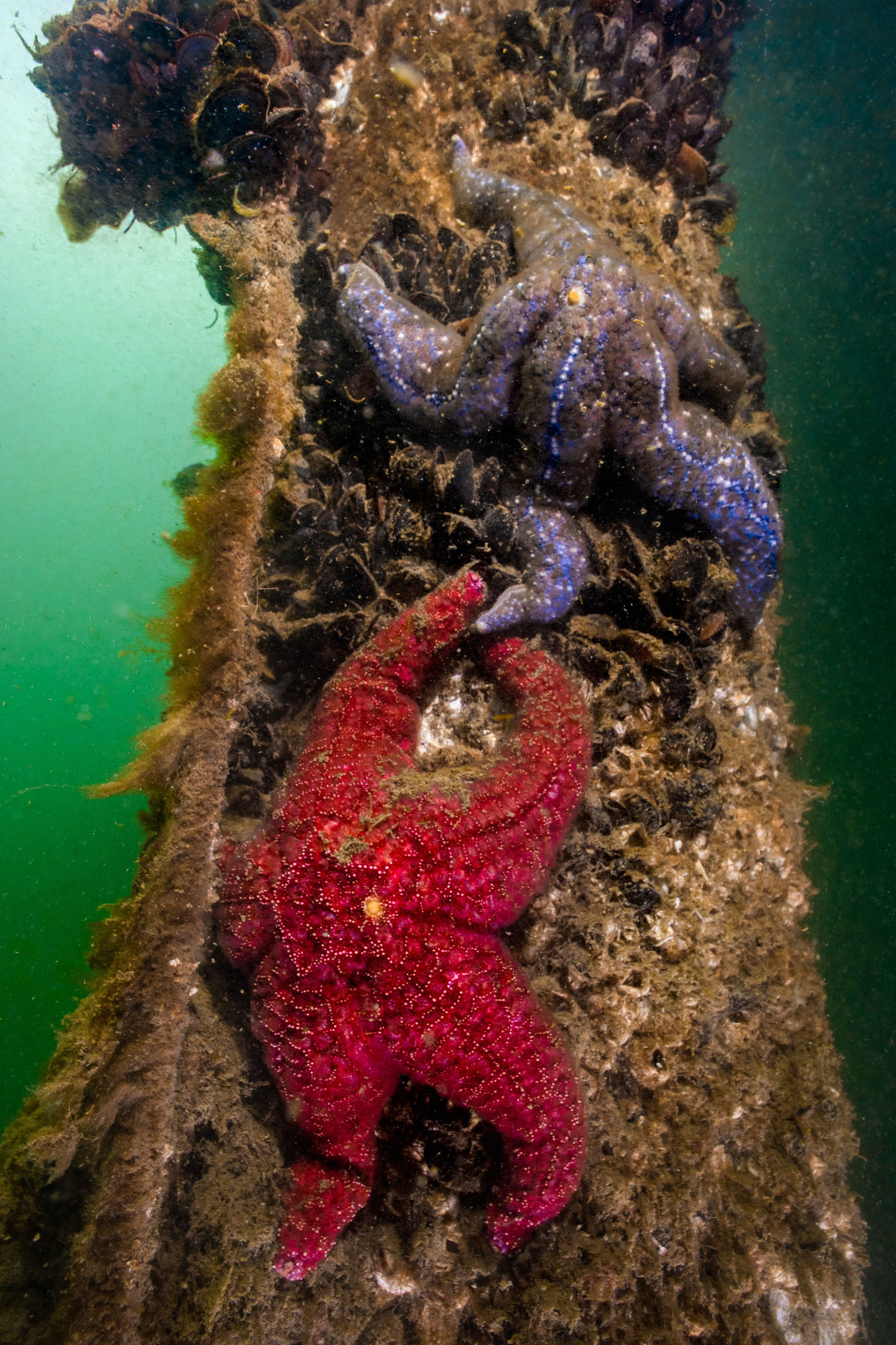 Water, Organism